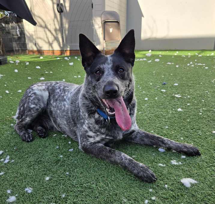 Photo of Cali