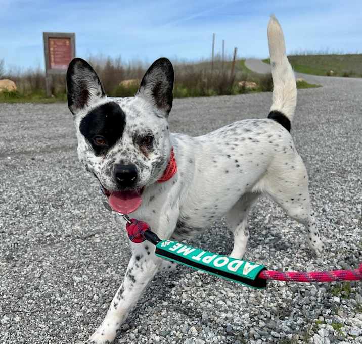 Photo of Poppy