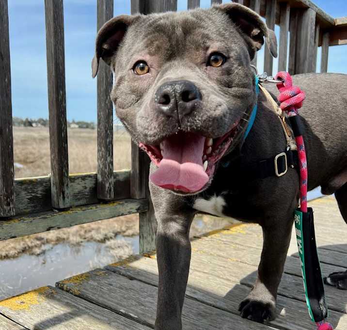 Photo of Romeo