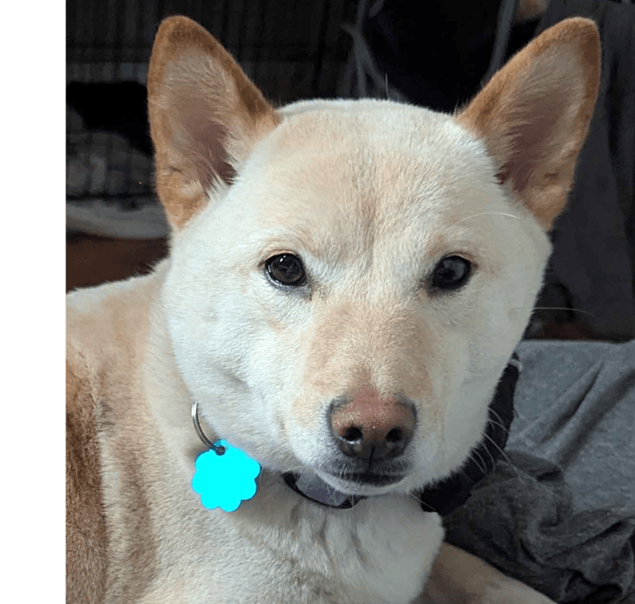 Photo of Juniper