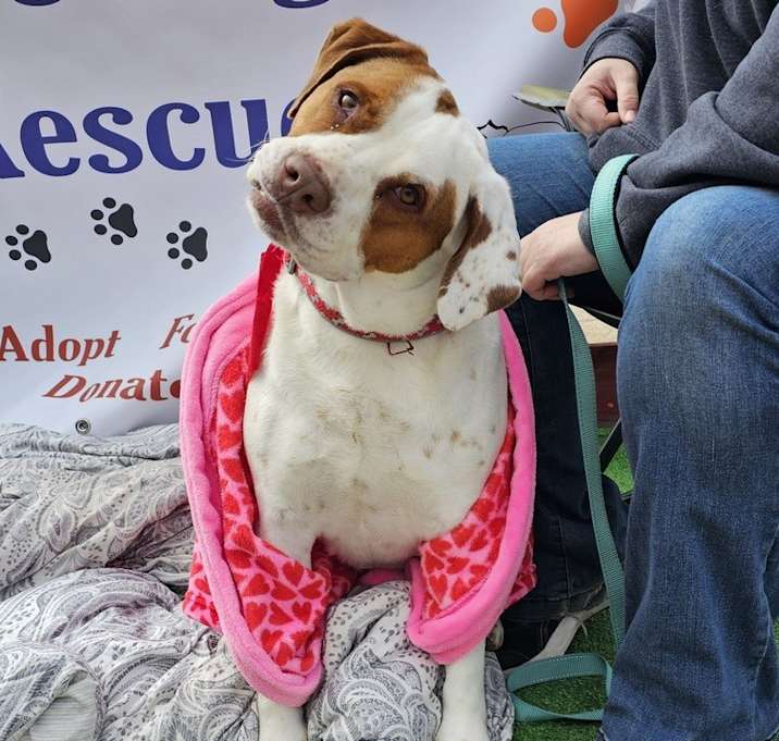 Photo of Roscoe