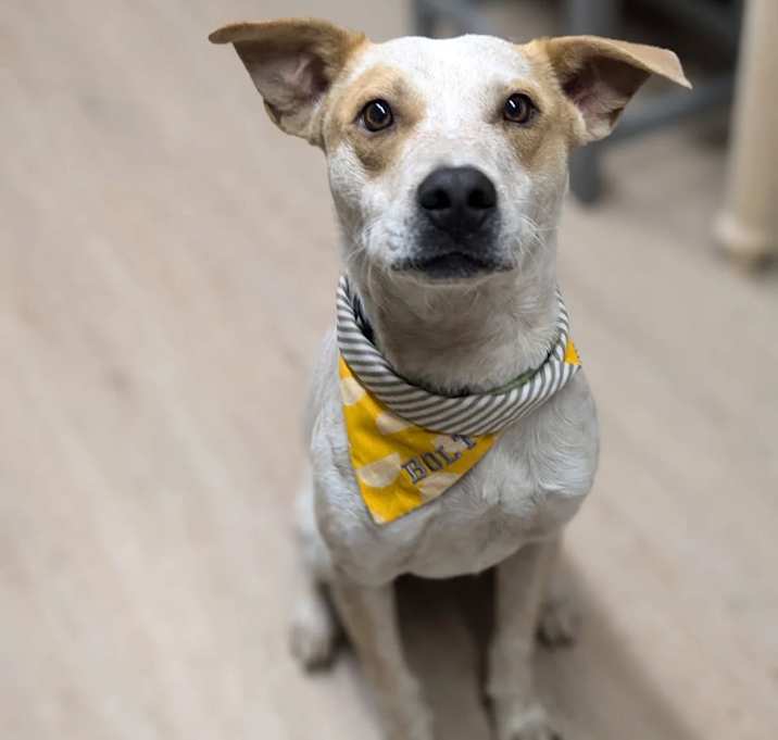 Photo of Bolt