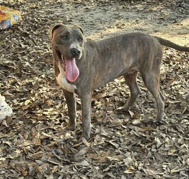 Photo of Roscoe