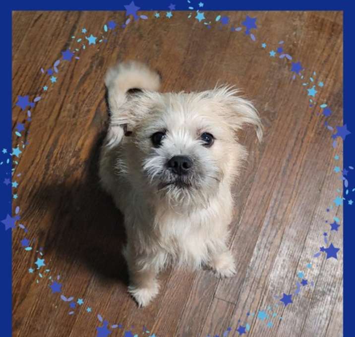 Photo of Rafferty PENDING ADOPTION