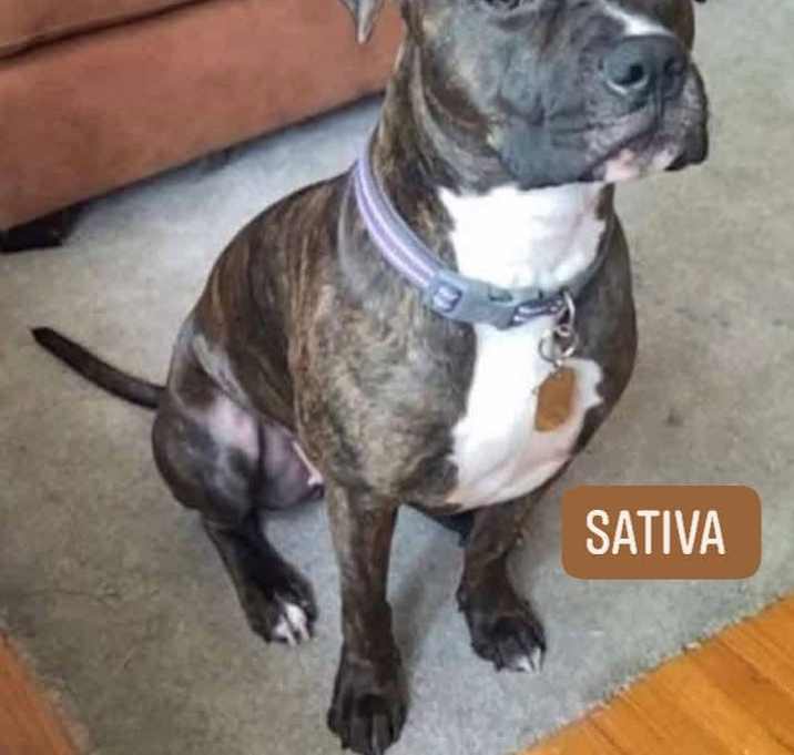 Photo of Sativa