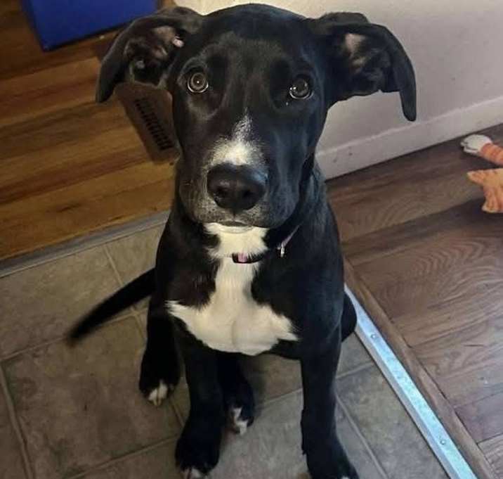Photo of Harley