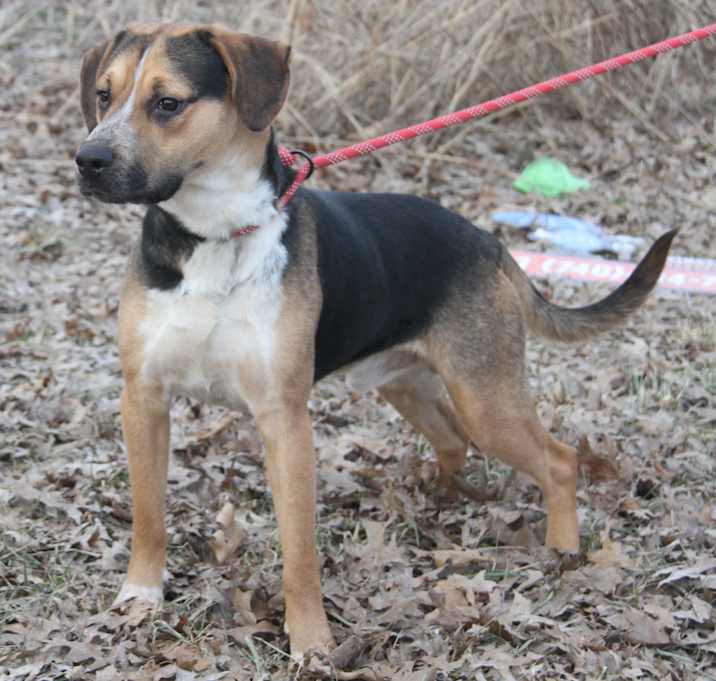 Photo of Banshee (Neutered)