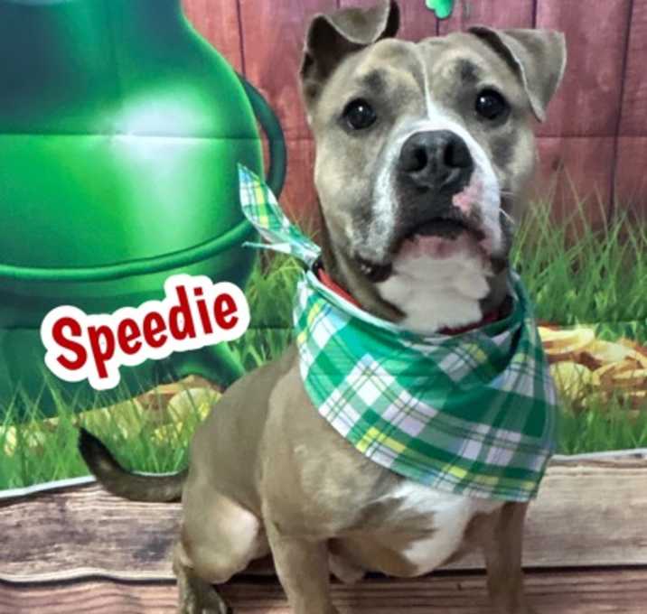 Photo of Speedie