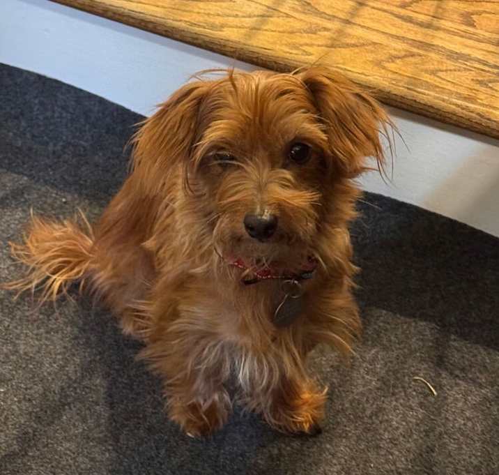 Photo of Ginger