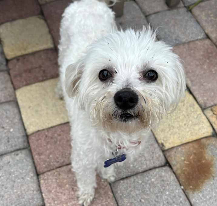 Photo of Cookie