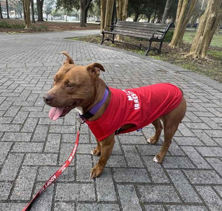 Photo of GOOSE