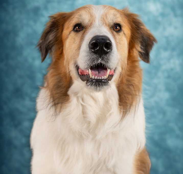 Photo of Dexter