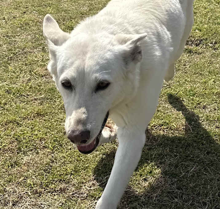Photo of Sunny