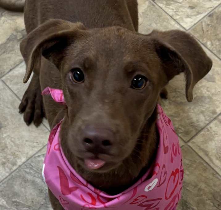 Photo of Honey