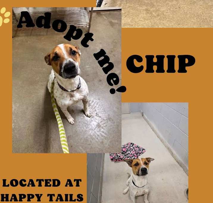 Photo of Chip