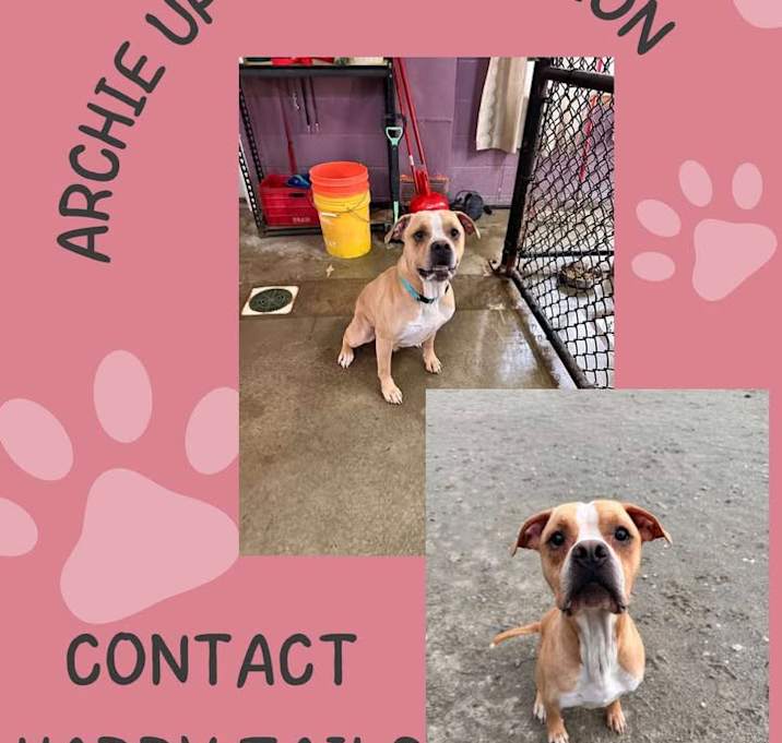 Photo of Archie