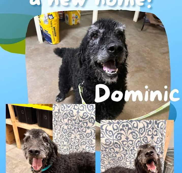 Photo of Dominic