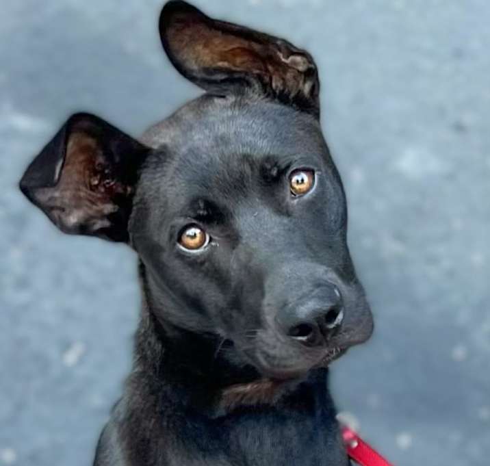 Photo of ONYX