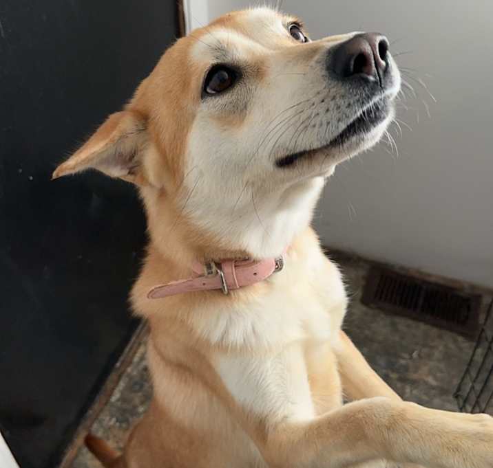 Photo of Roxy