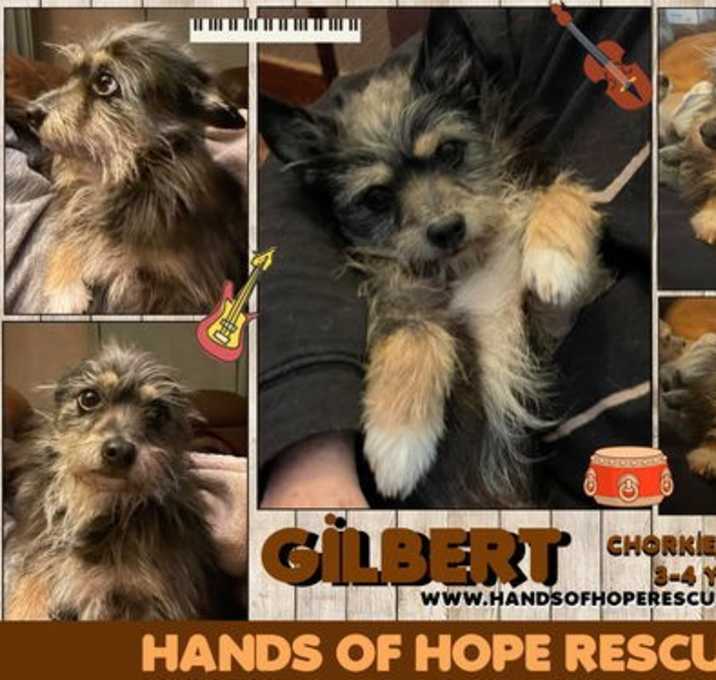 Photo of Gilbert