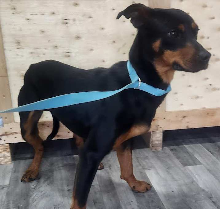 Photo of Dobie