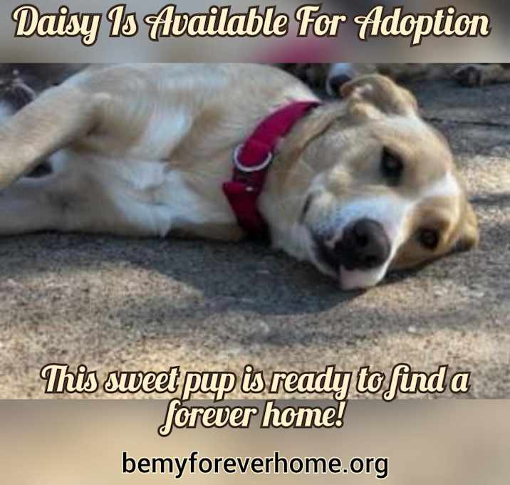 Photo of Daisy