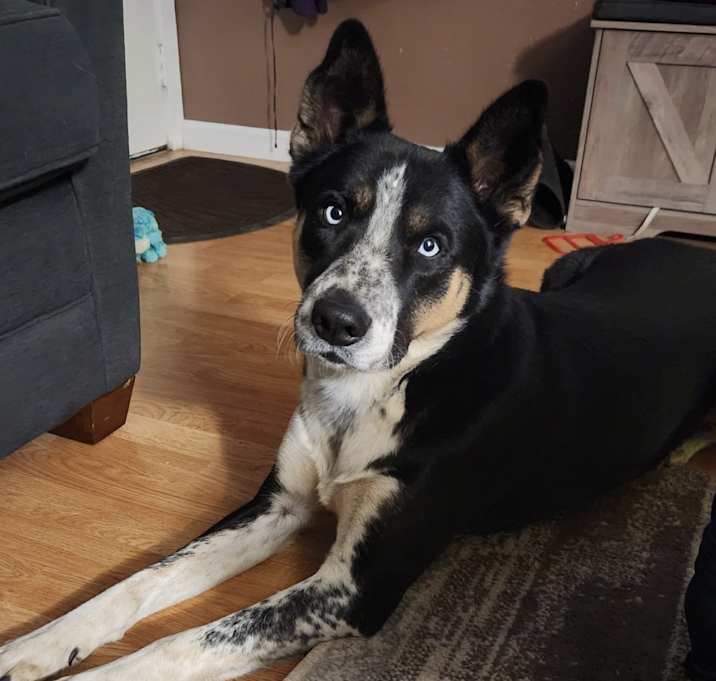 Photo of Bandit