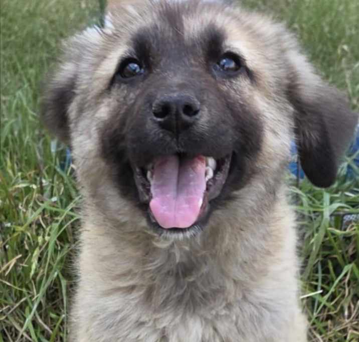 Photo of Penuche K5