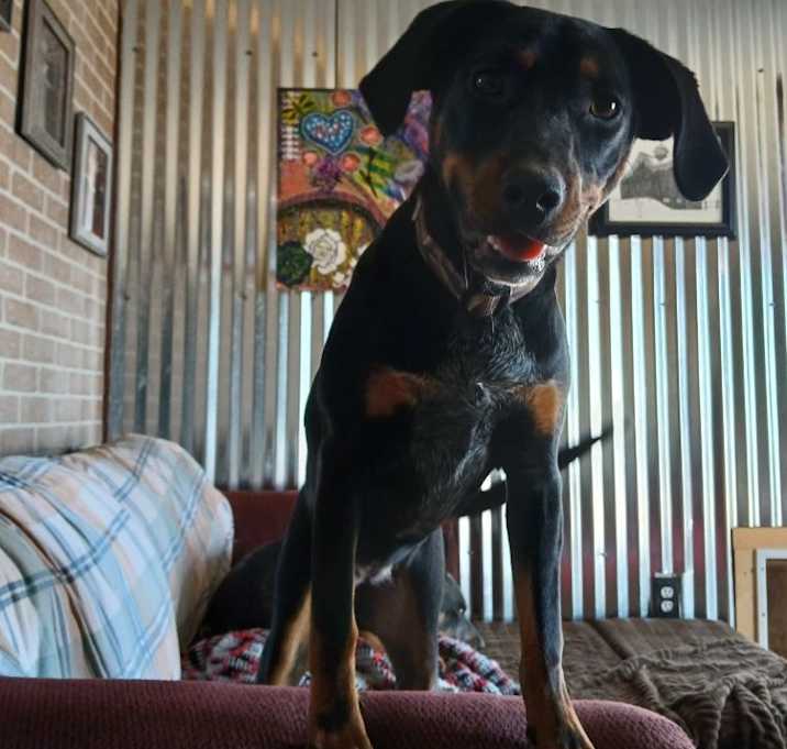 Photo of Dixie