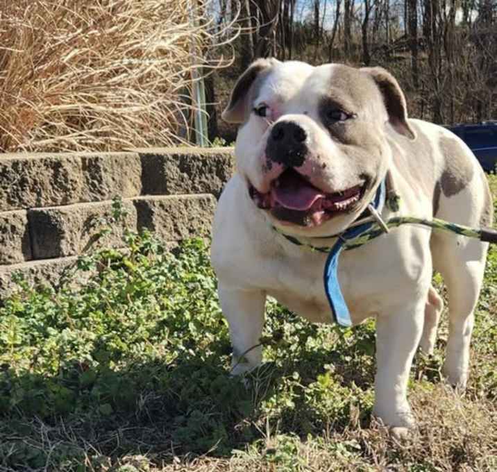 Photo of Cannoli