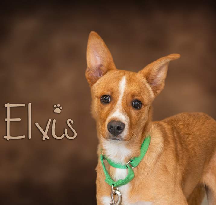 Photo of Elvis