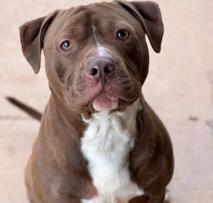 Photo of Finch