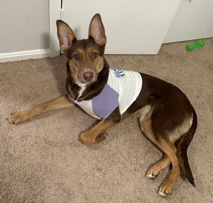 Photo of Bailey