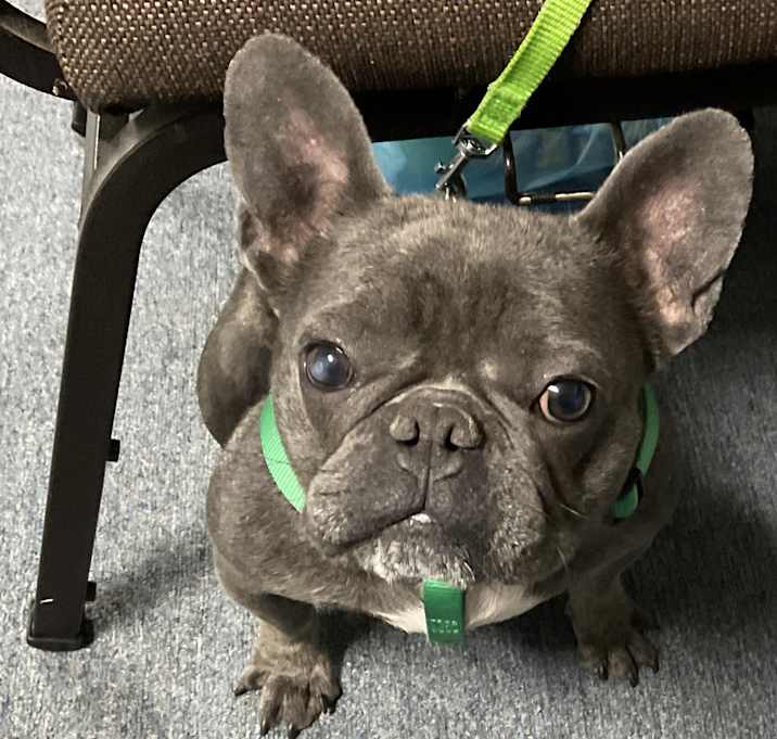 Photo of Gremlin