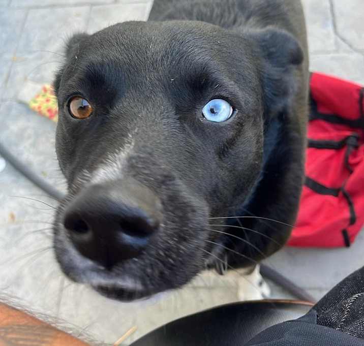 Photo of Bear