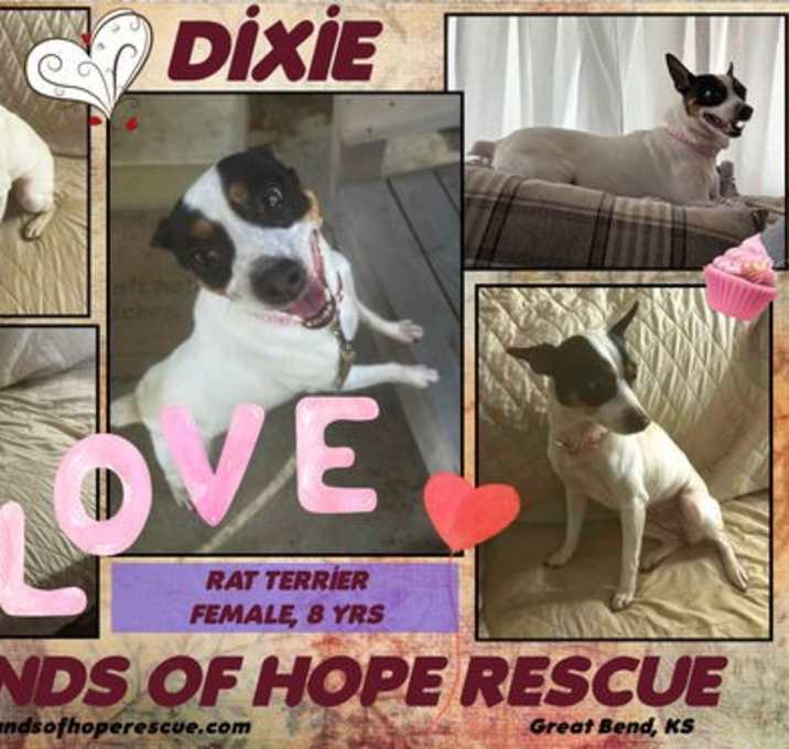 Photo of Dixie