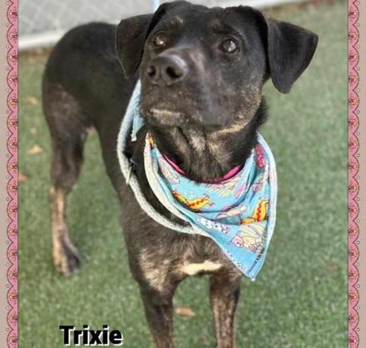 Photo of Trixie(827)