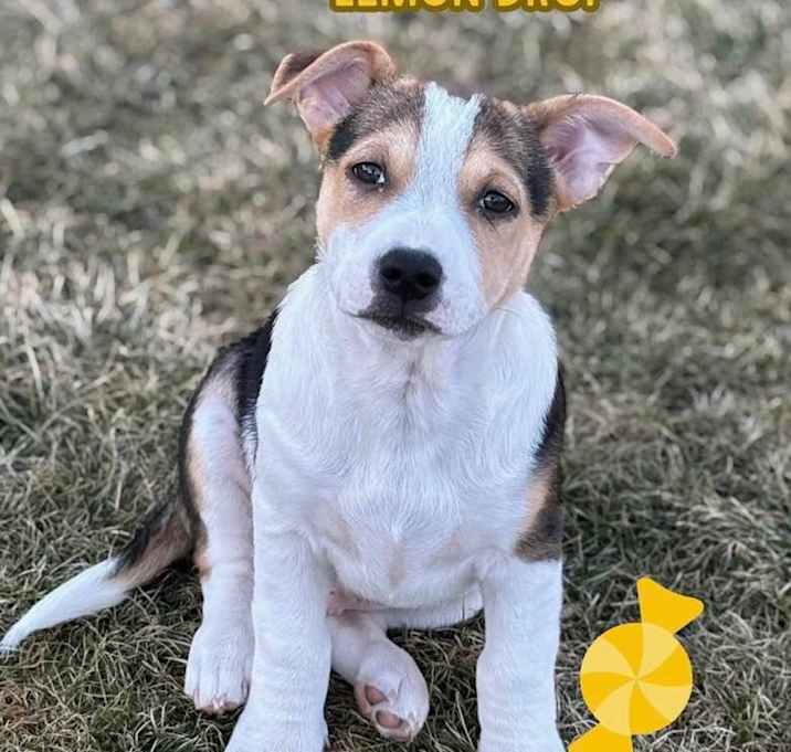 Photo of Lemon Drop