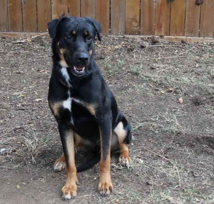 Photo of GOLIAH