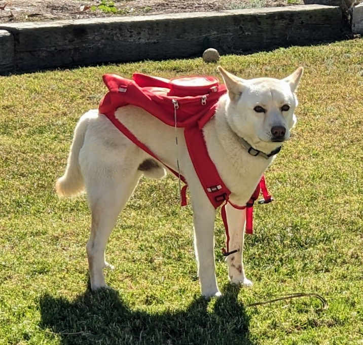 Photo of THOR DOGG