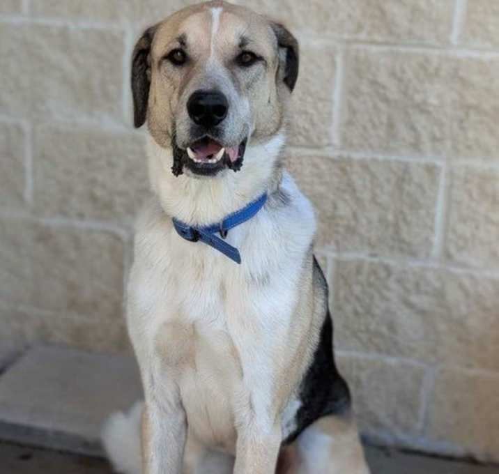 Photo of Steve - $75 Adoption Fee!  Diamond Dog!