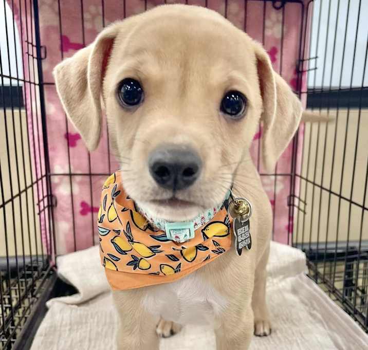 Photo of Pebbles