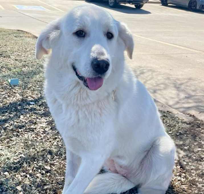 Photo of Scout