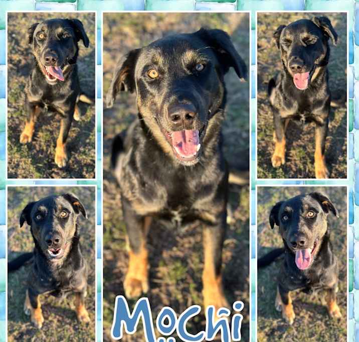 Photo of Mochi