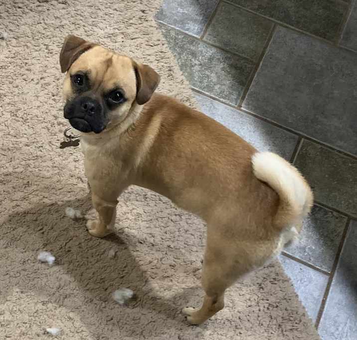 Photo of Otis