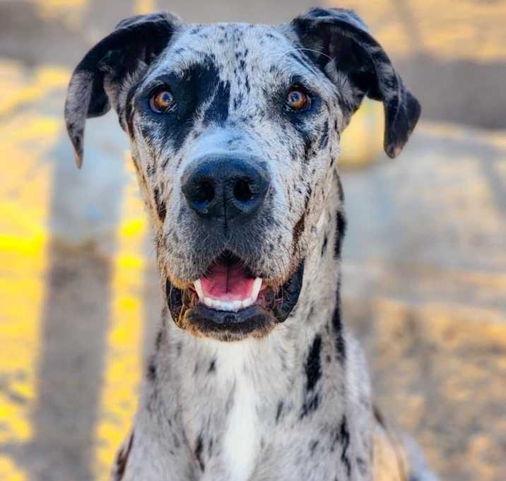 Photo of Minerva
