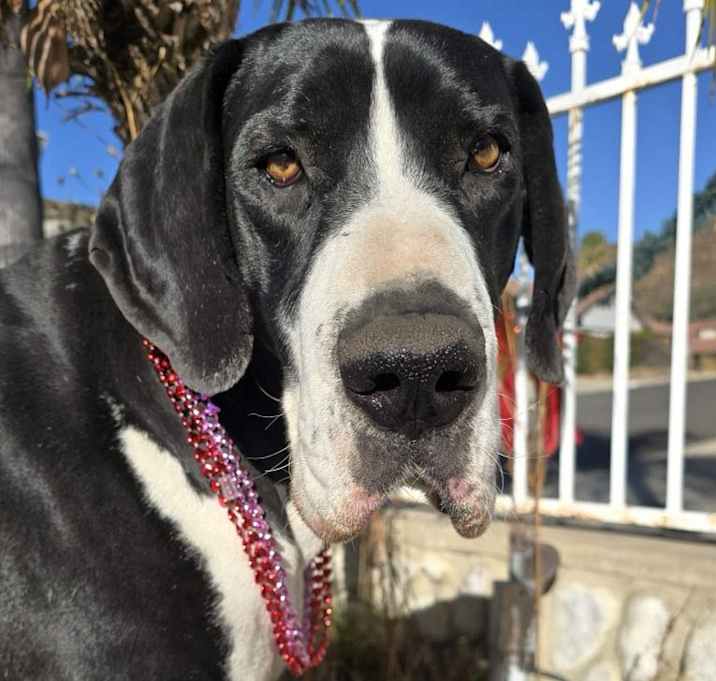 Photo of Apollo