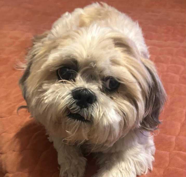 Photo of Tanner