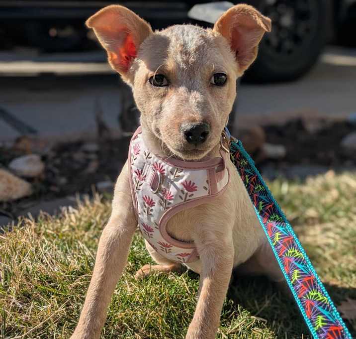 Photo of Cora