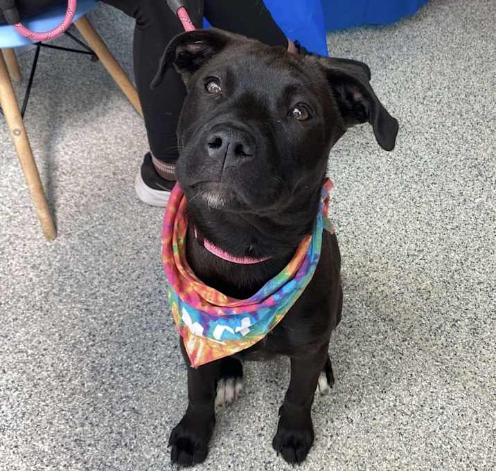 Photo of Beanie